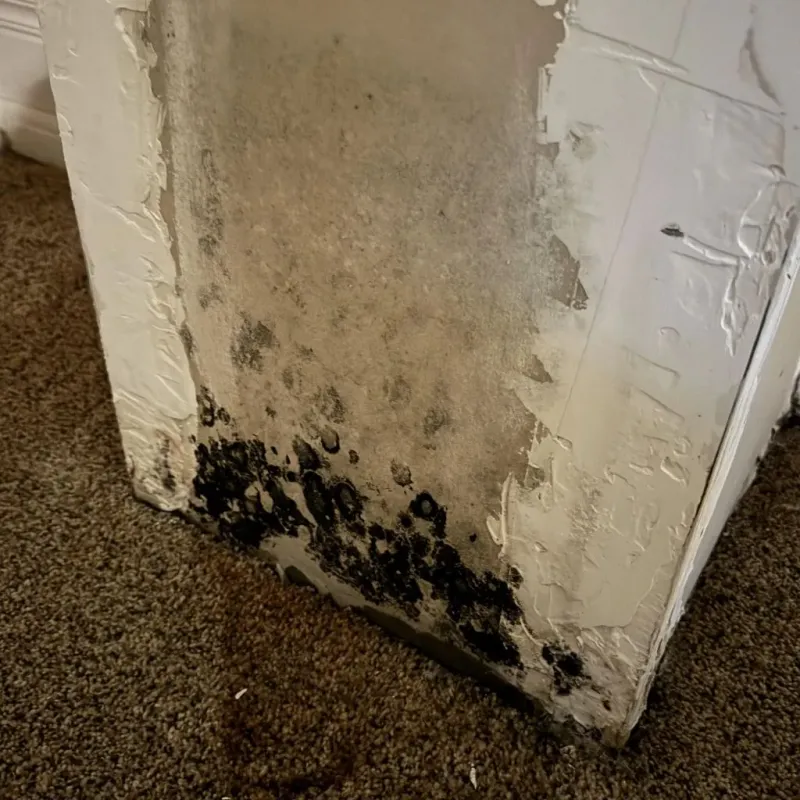 Professional Mold Removal in Cottonwood, CA